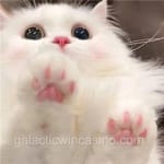 Avatar de Amalia Serrano