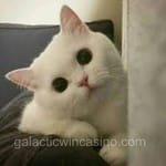 Avatar de Gustavo Salazar